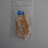 Souche B1 réputée être lente.