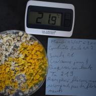 Jour4  nouvelle boite avec gélose fraiche