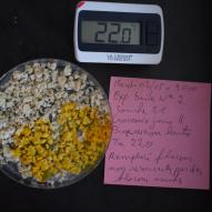 Jour4  nouvelle boite avec gélose fraiche