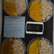 Jour6 transfert vers boites N°5, 6, 7, 8  groupe contrôle