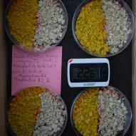 Jour6 transfert vers boites N°5, 6, 7, 8 groupe expérimental